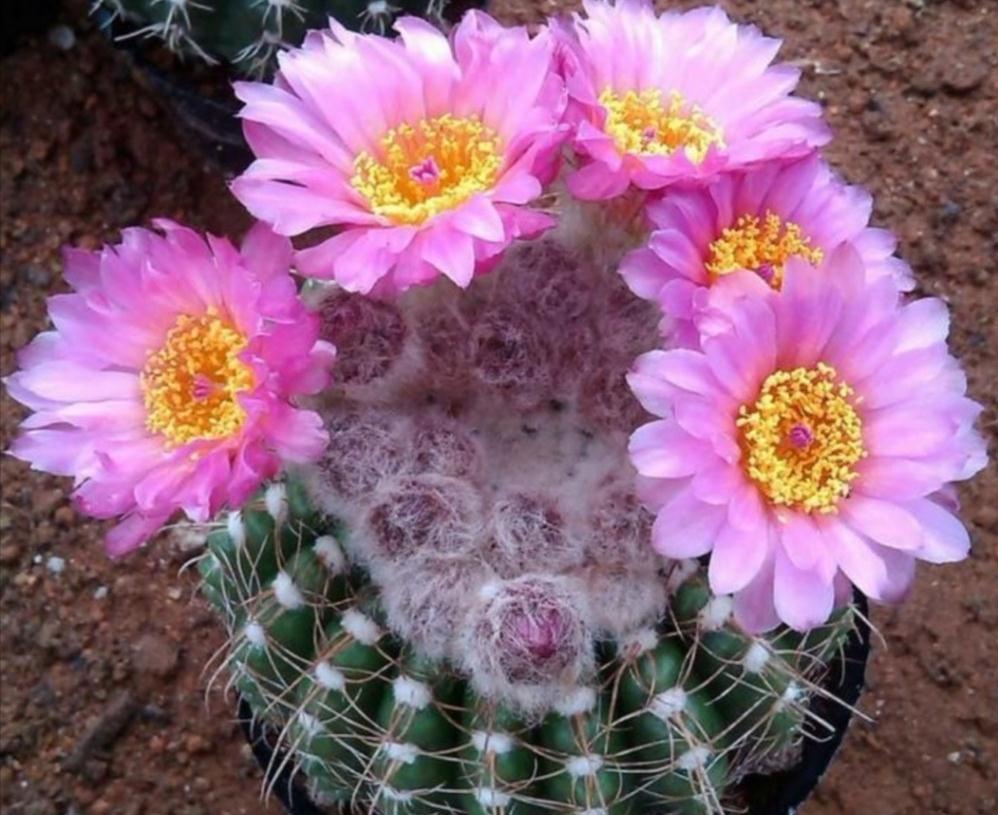 养不活花的人,建议养这“5种花”,好养好看又实用