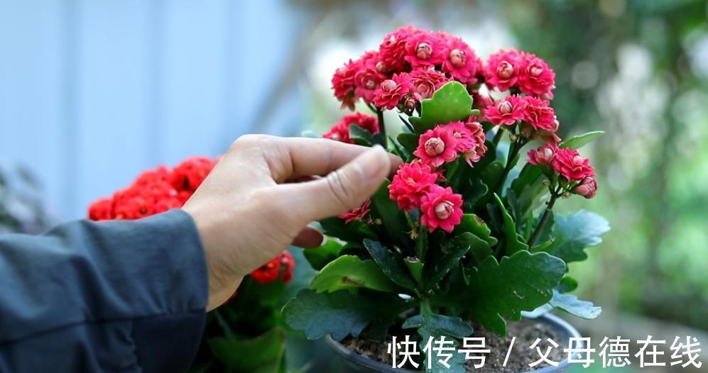 适合冬天的8种花,养护简单又省心,香味浓郁花还美,值得拥有