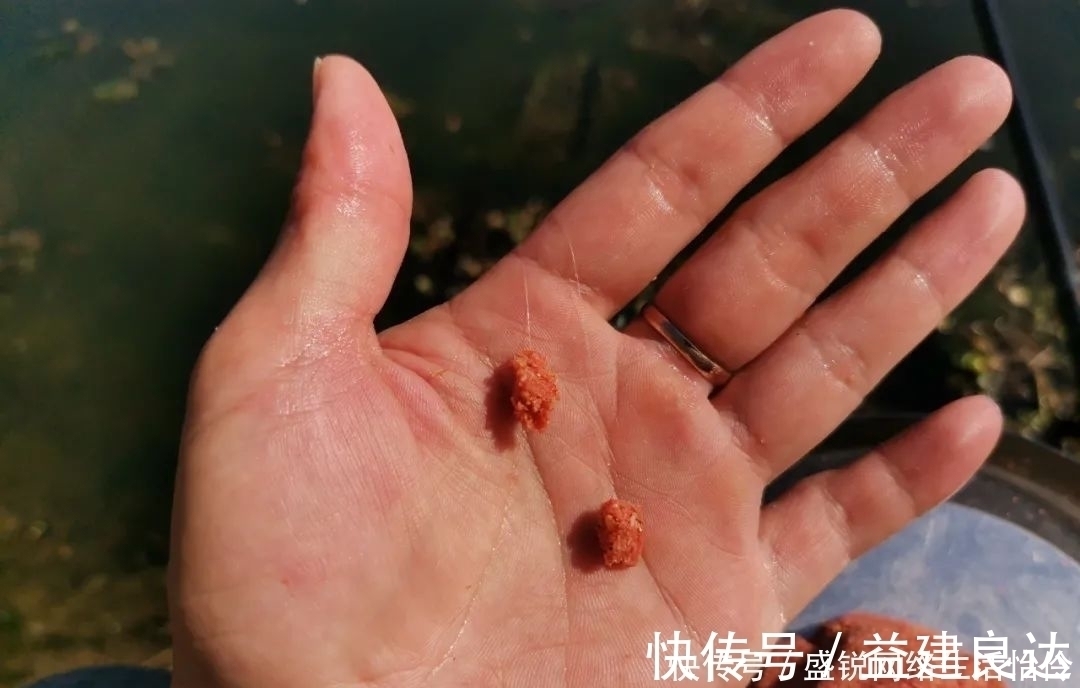 拉丝|饵料中拉丝粉太多的利与弊,解决办法其实很简单,只要不嫌麻烦