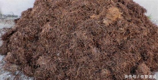 兰花总是烂根叶黄土里加1样东西，让兰花根壮叶绿