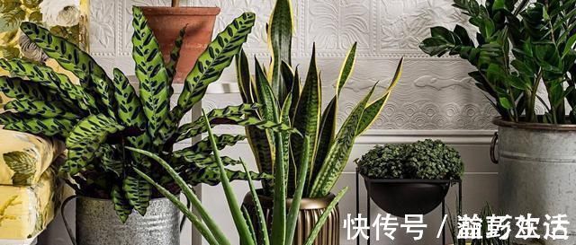 薄荷|“细菌”不喜欢的“3种花”,多养几盆,家里香喷喷,心情美美哒