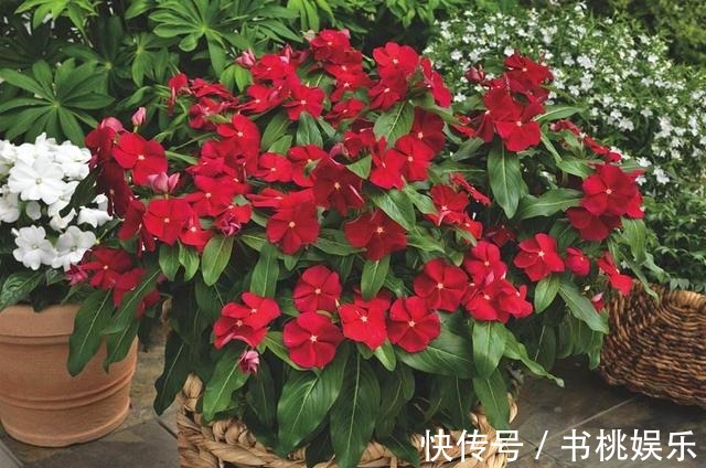 扦插|这几种花现在就要扦插,发芽窜枝速度快,下个月能赶上开花