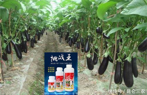 茄子追肥怎么做更高产 怎么做能延长茄子采收期 快资讯 茄子追肥怎么做更高产 怎么做能延长茄子采收期 快资讯