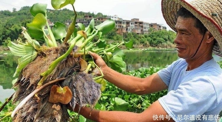 凤眼蓝|它在国外作恶多端,入侵我国后不仅成了猪饲料,还被当成美味野菜