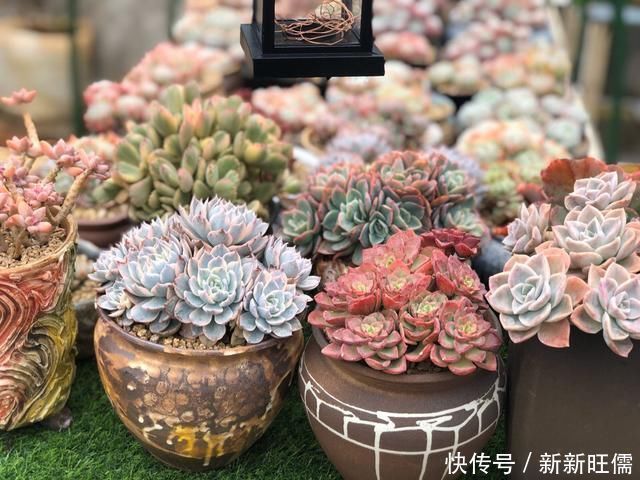 小胖墩|多肉养徒了现在赶紧剪1剪,秋天变成“小胖墩”