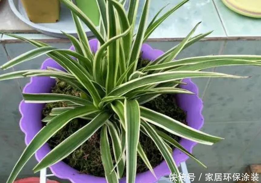 光合作用|天热养金边吊兰,盆栽牢记4点,叶子纹路清晰,小白花开不停