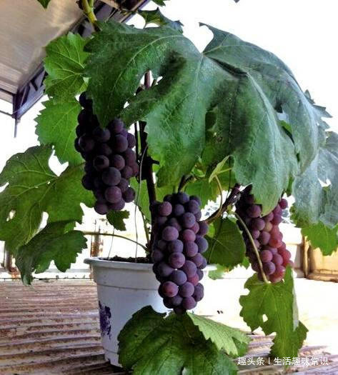 8种水果盆栽比花都美，果实多好打理，够一家人吃一年了！