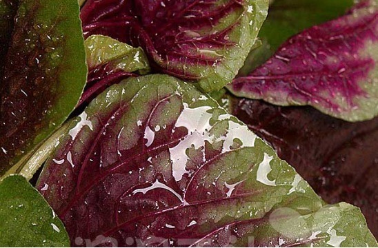 六月苋|村民把野菜当鸡蛋吃给金子也不愿换，孩子长身体女人减肥少不了！