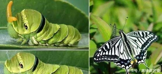 给宝宝讲故事 美丽的花蝴蝶 快资讯