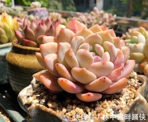 叶插多肉难成活?教你几个小技巧,个个出芽快,一次繁殖出一片!