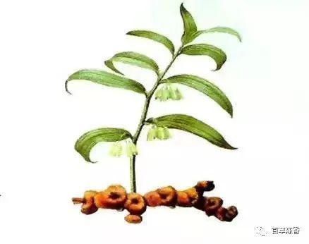 润肺#一味中药,上养肺,中养脾,下养肾,太厉害了,你一定要知道