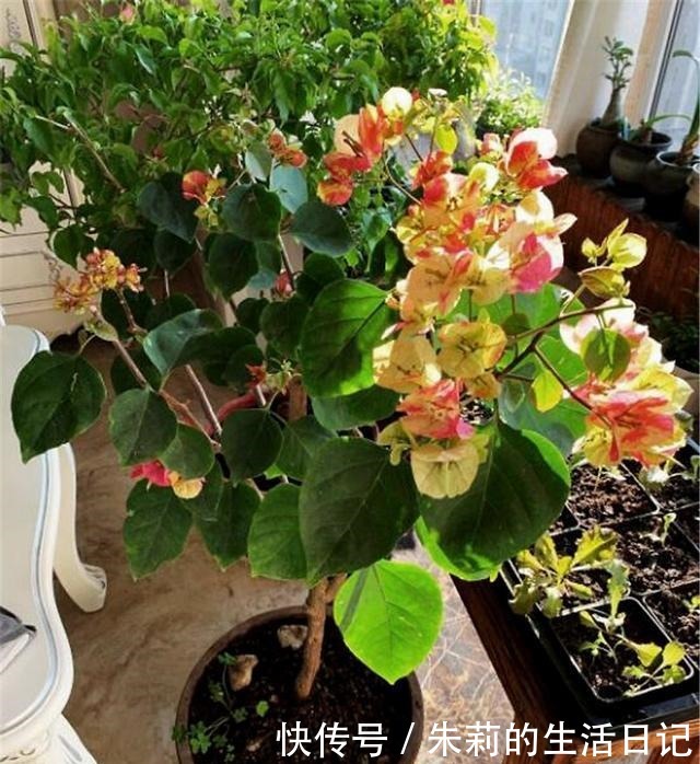 三角梅还没开花春天用3个妙招,让它花儿朵朵冒!