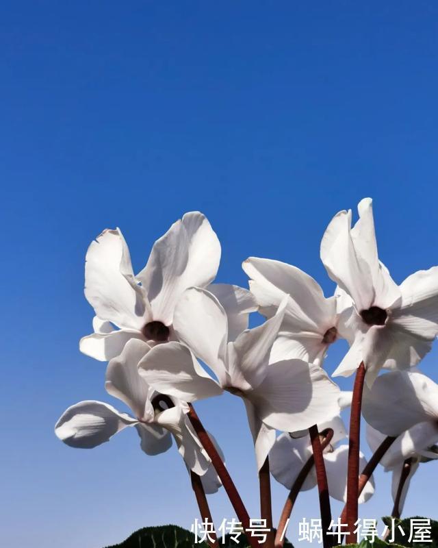 花友来稿|翩翩蝴蝶花还能开180天?看完文章你也可以