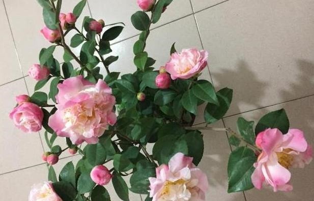 养“茶花盆栽”,“长势”瘦弱不饱满,做好5个方面,枝多花也多