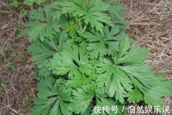 艾疚|80岁老奶奶每天用一份艾草,4大好处让人惊喜,早知早受益