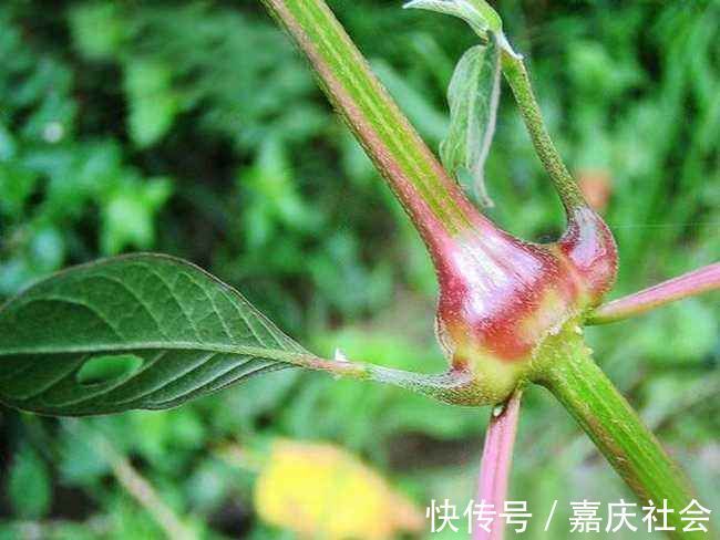 刘婆婆|农村老人说吃此物“力大如牛”,农村常见,年轻人有需求却不认识