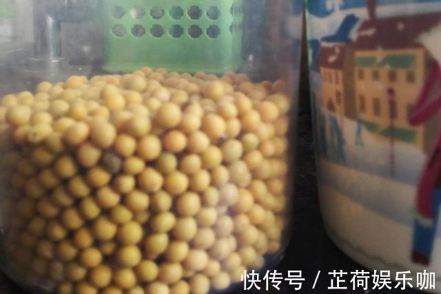 黄豆|教你在家发豆芽,不用土壤不用肥料,3天就能吃,脆嫩营养又卫生