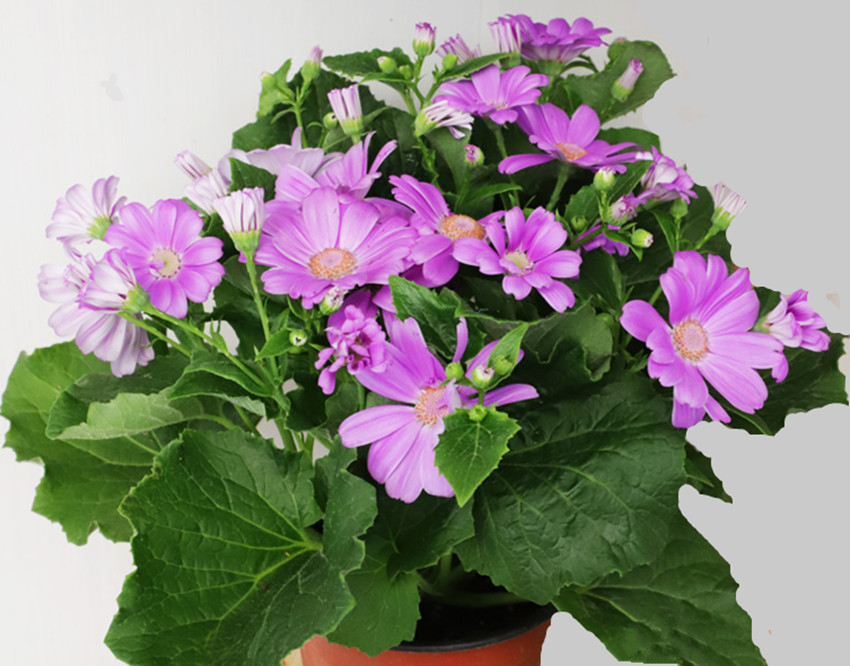 发芽|养花浇水用上两样东西,让花卉迅速生根、发芽、开花又爆盆