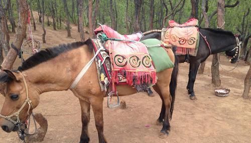 公主|朱元璋独宠女儿安宁公主，为何却要处死她的丈夫，让女儿守寡？