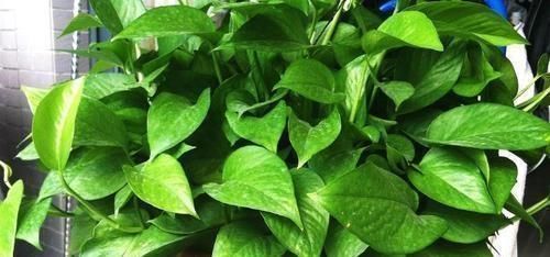 肥效|3种过期药片，可不能扔了，可是养花宝贝，肥效强10倍