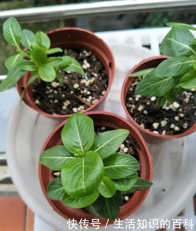 想省心就养这些花，没有病虫害，就爱开花！想省心就养这些花，没有病虫害，就爱开花！