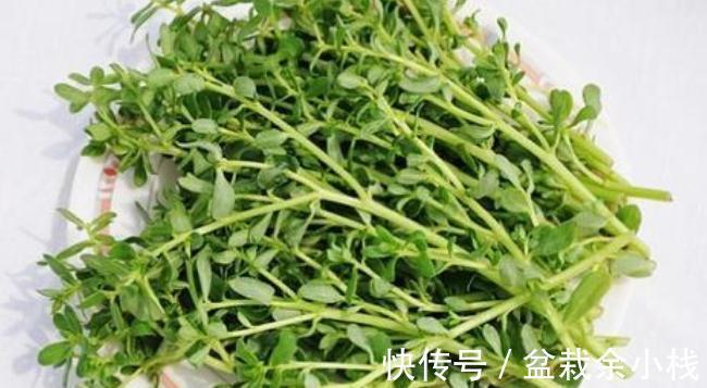 马生菜|冬季阳台种马生菜，多晒太阳少浇水，叶子蹭蹭长