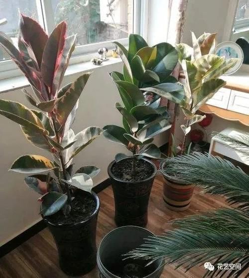 净化|室内放这3种花，怡情养性，旺人旺财，你也要记得放一盆！