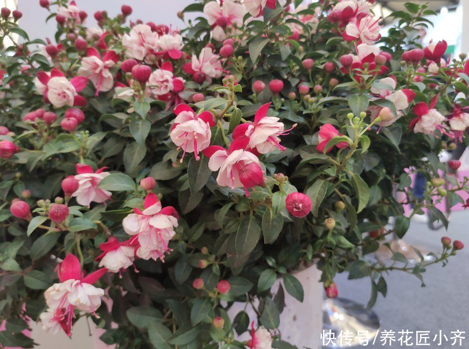 一个真正会养花的人，都有这3种“特征”，新手值得学习