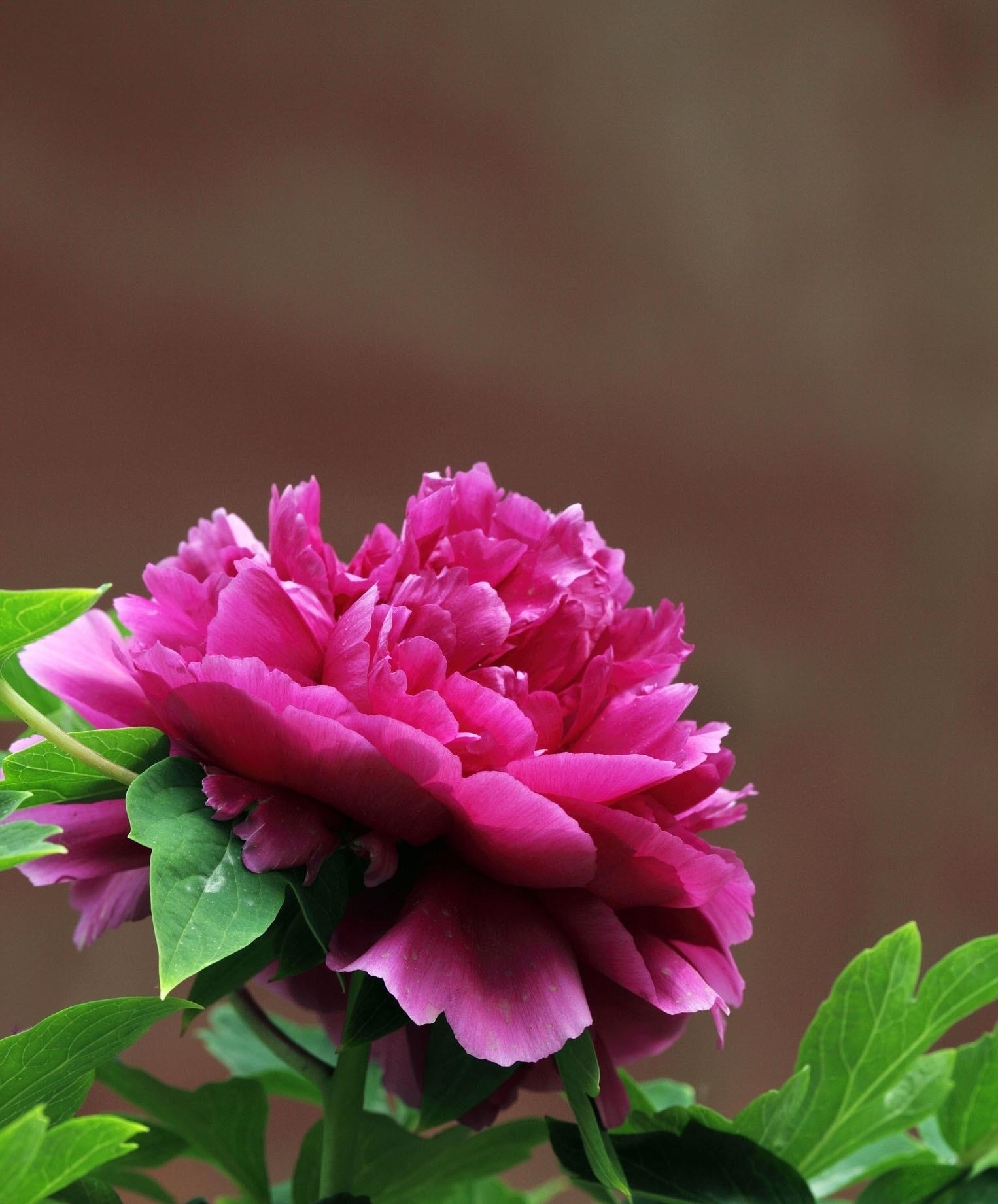 最适合种在家门口的5种花，漂亮，大气，还很好养