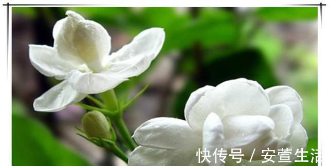 夏天养茉莉花,只要做对1件事,根粗叶绿,花开一茬接一茬