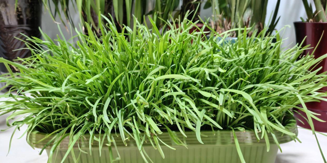 秋冬阳台可种“2种菜”,长势特别好,好养好看好吃很实用