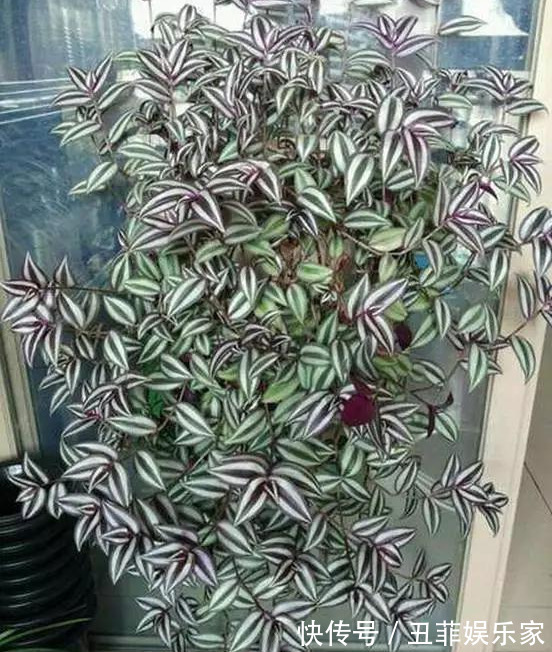 这3种吊兰千万别这么养,不然疯长爆芽,控制不住!