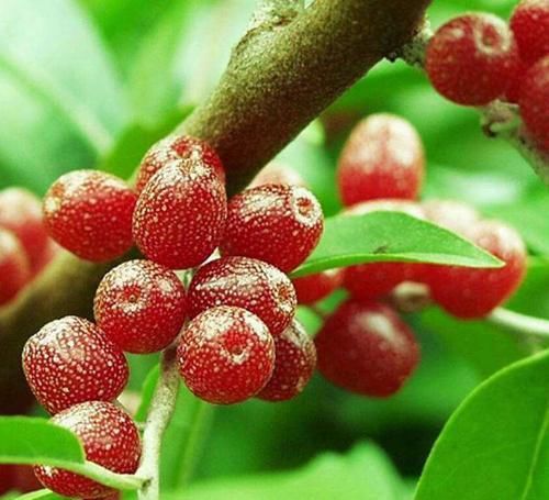 冬天不妨坚持吃3种食物，排毒养生、延缓衰老，谁吃谁受益