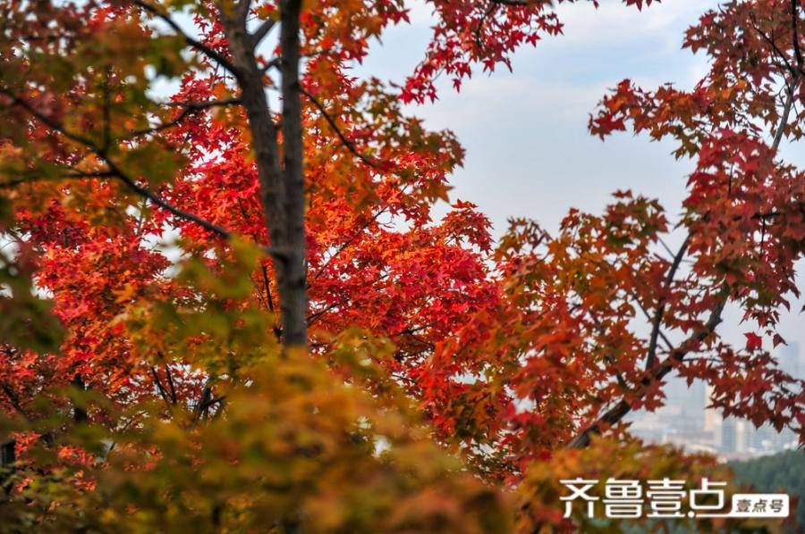 观赏处|佛慧山上秋意浓，五彩枫叶醉金秋