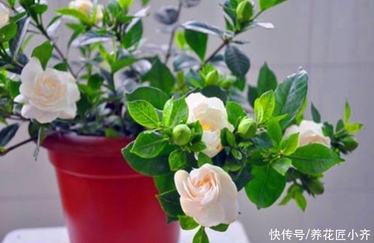 夏季高温，栀子花有“3喜3怕”，抓住生长旺季，下次花量翻倍