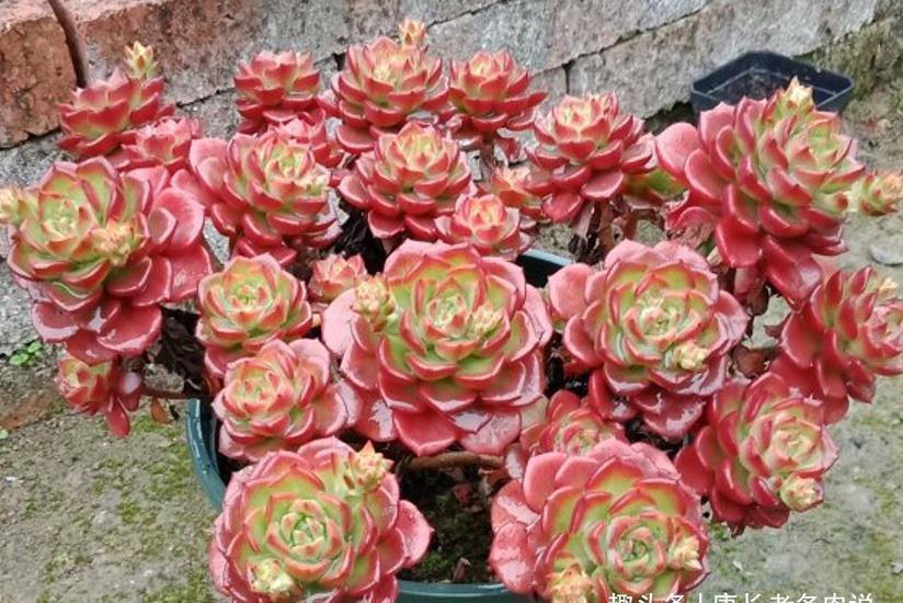 多肉胧月和蒂亚都适合新手,但一个特别好养,一个难上色却颜值高