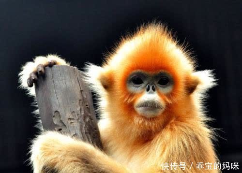 没想到一个到处能吃到的动物,居然没人知道它是什么?