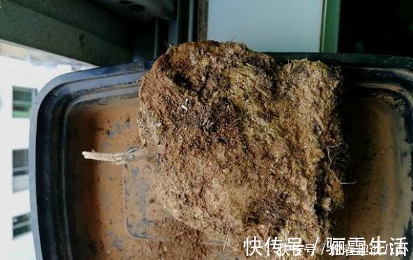 移栽|养花的土变硬了老花匠别铲，浇上“1种水”，30天变疏松