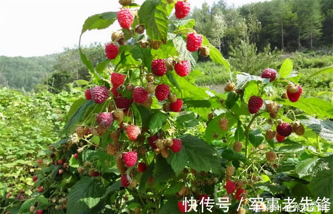 排毒|女性都想变年轻，吃养颜的食物，排毒消脂，清肠通便，美容抗衰老