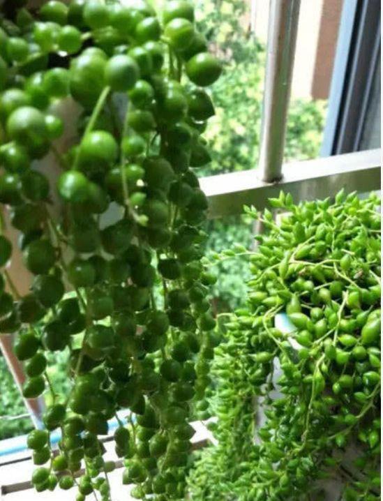 天竺葵|4种花好养又漂亮,花朵大花期长,开花红红火火,旺财又旺运!