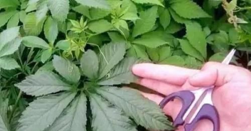 葫芦科|长在农村的“不老草”,在路边不起眼,殊不知营养价值不输人参!