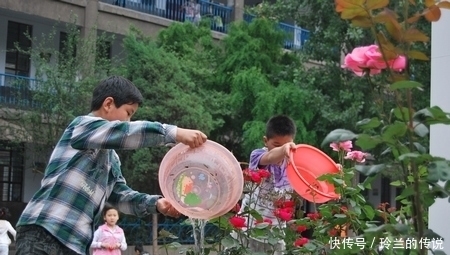 月季养了大半年还不开花?老园丁的1绝招,一年四季花开到爆盆