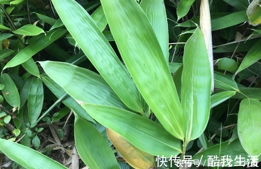 粽叶|吃了这么多年的粽子，你知道粽叶是什么叶子吗？粽叶树长什么样？