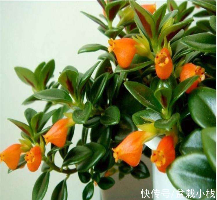 花友们|四种“吊兰花”，养在室内都好看，喜欢花的人了解下