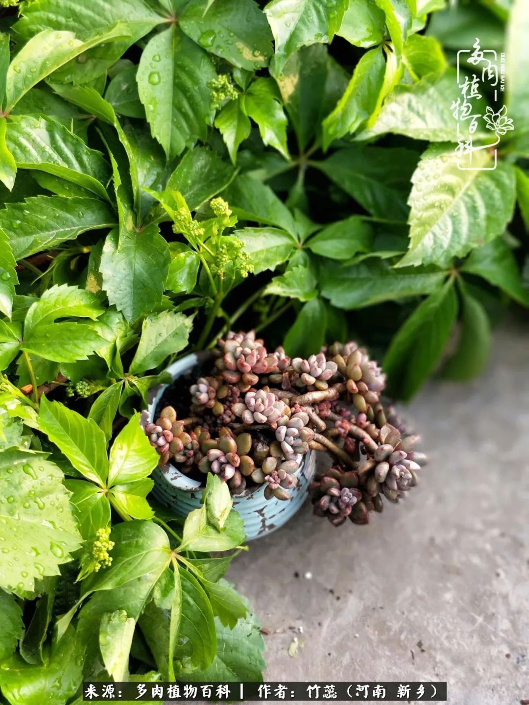 养多肉三周年有感养这么多多肉到底有啥用！