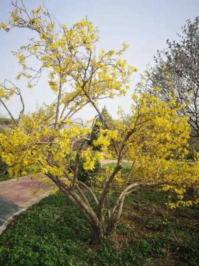 赏花地图已出，快快收藏！