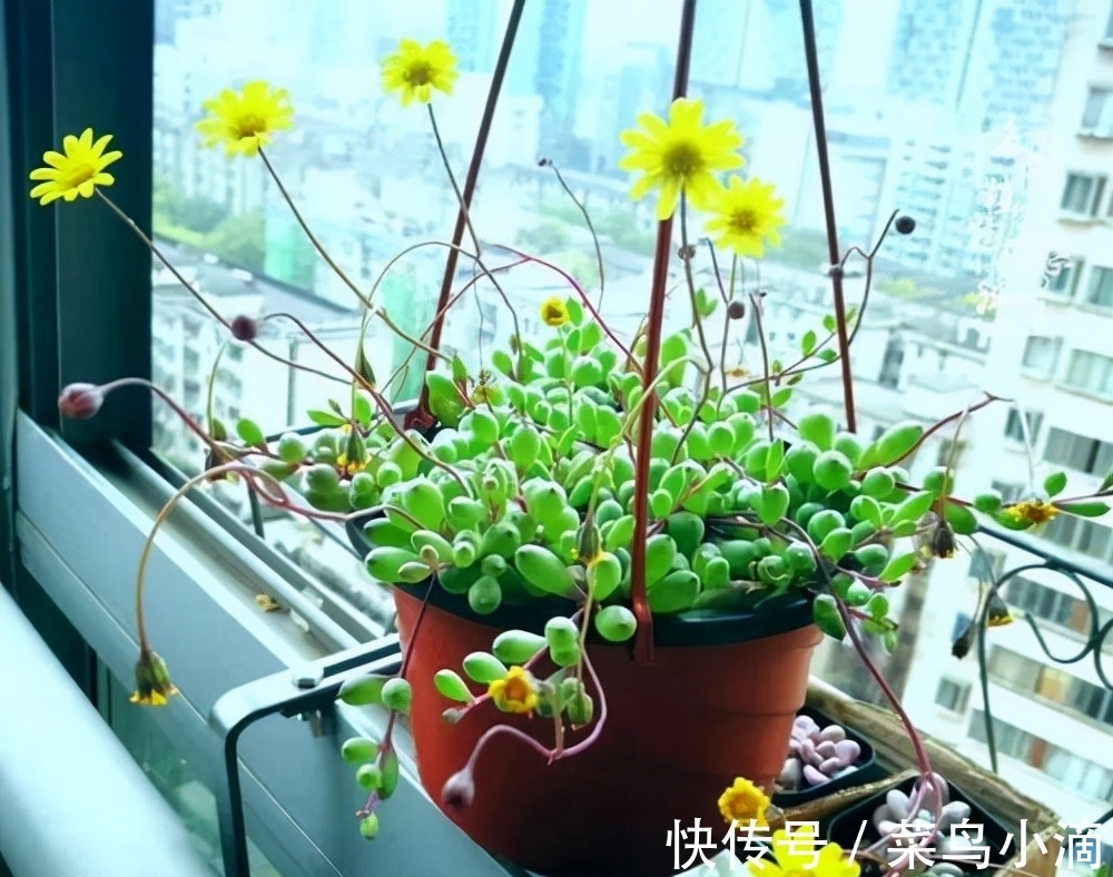 九种“皮实花”，多晒少管长得好，养成老桩更高档，绿萝没上榜