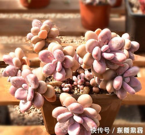 夏天给多肉植物浇水,1个方法,安全度夏,根系长得壮