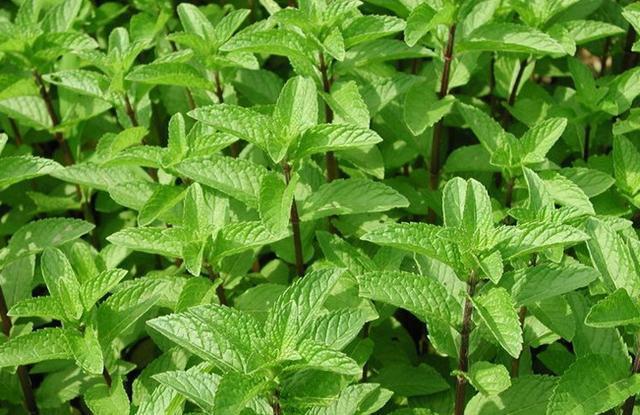 观赏|客厅养盆“薄荷草”,观赏食用两不误,能驱虫能净化空气!