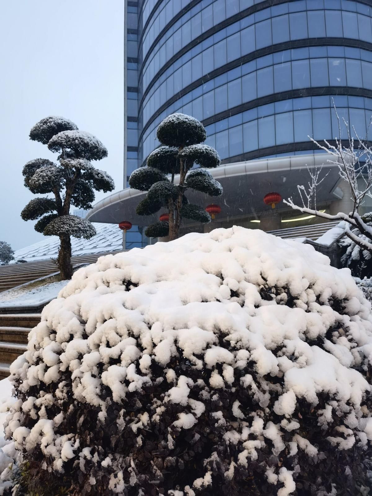 雪下|雪下一整夜 武汉披白衣